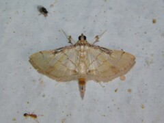 Marasmia poeyalis