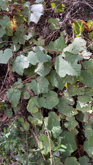 Vitis californica
