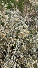 Pseudognaphalium microcephalum