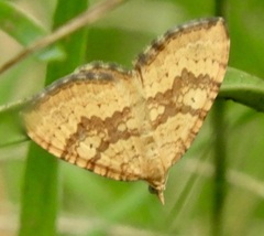 Chrysolarentia correlata
