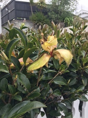 Exobasidium camelliae