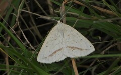 Lychnosea intermicata