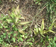 Asclepias viridis