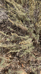 Artemisia californica