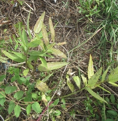 Asclepias viridis