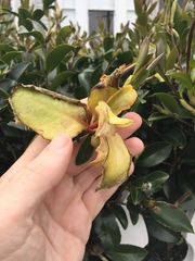 Exobasidium camelliae