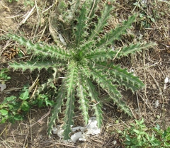Cirsium horridulum
