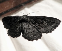 Melanodes anthracitaria