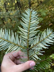 Uredinopsis pteridis