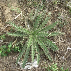 Cirsium horridulum