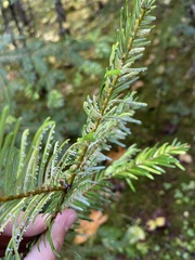 Uredinopsis pteridis