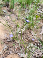 Wahlenbergia gracilis