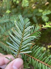 Uredinopsis pteridis