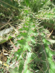 Cirsium horridulum
