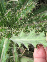 Cirsium horridulum