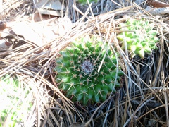 Mammillaria gigantea