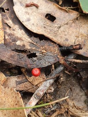 Cruentomycena viscidocruenta