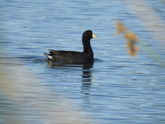 Fulica leucoptera
