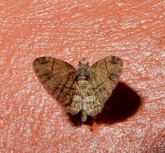 Eucymatoge