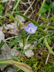Veronica gracilis
