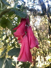 Lapageria rosea