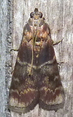 Euzophera ostricolorella