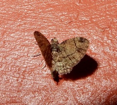 Eucymatoge