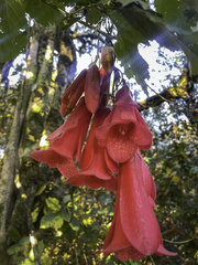 Lapageria rosea