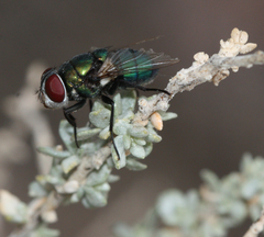 Chrysomya rufifacies