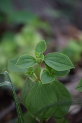 Peperomia liebmannii