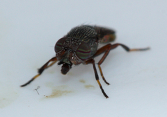 Notogramma purpuratum