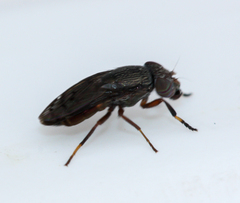 Notogramma purpuratum