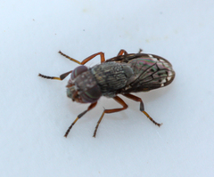 Notogramma purpuratum