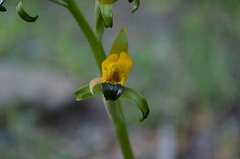 Chloraea disoides