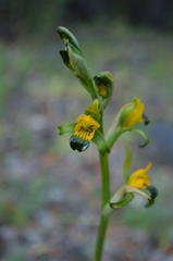 Chloraea disoides