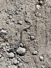 Thamnophis scalaris