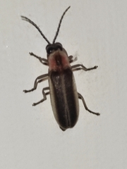 Photinus