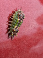 Doratifera oxleyi