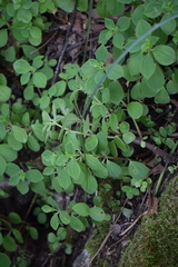 Peperomia liebmannii