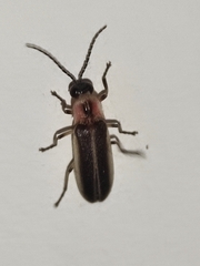 Photinus