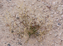 Bouteloua barbata barbata