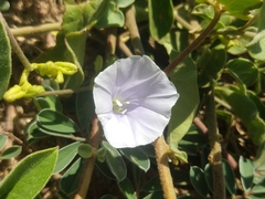 Jacquemontia pringlei