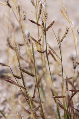 Bouteloua barbata barbata