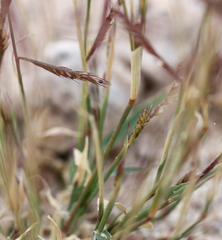 Bouteloua barbata barbata