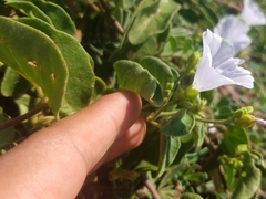 Jacquemontia pringlei