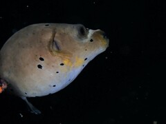 Arothron nigropunctatus