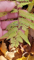 Deparia acrostichoides