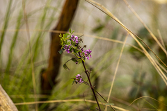 Indigofera australis