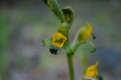 Chloraea disoides