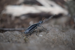 Epicauta cinctipennis